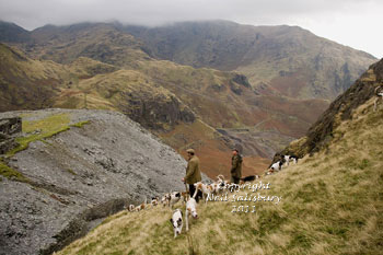 Coniston Foxhounds Images by Betty Fold Gallery